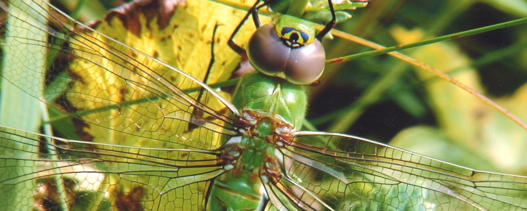A closeup of a large dragonfly on green leaves