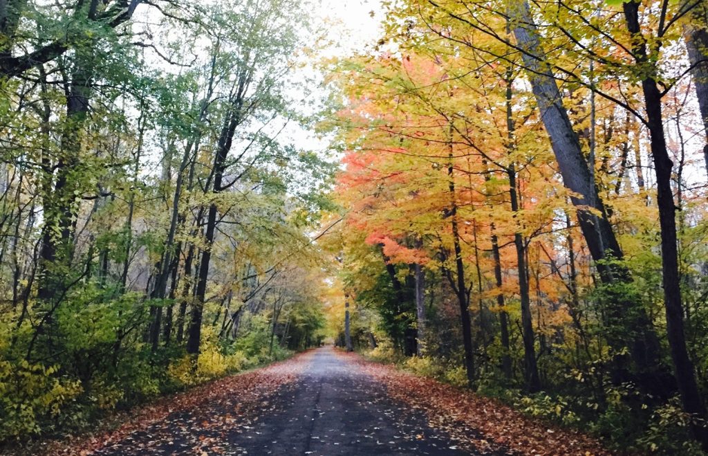 Une forêt à l’automne