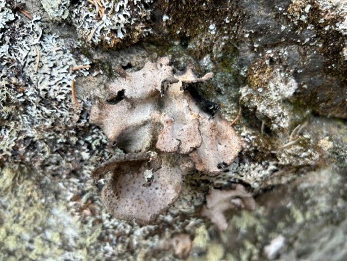 lichen on rock