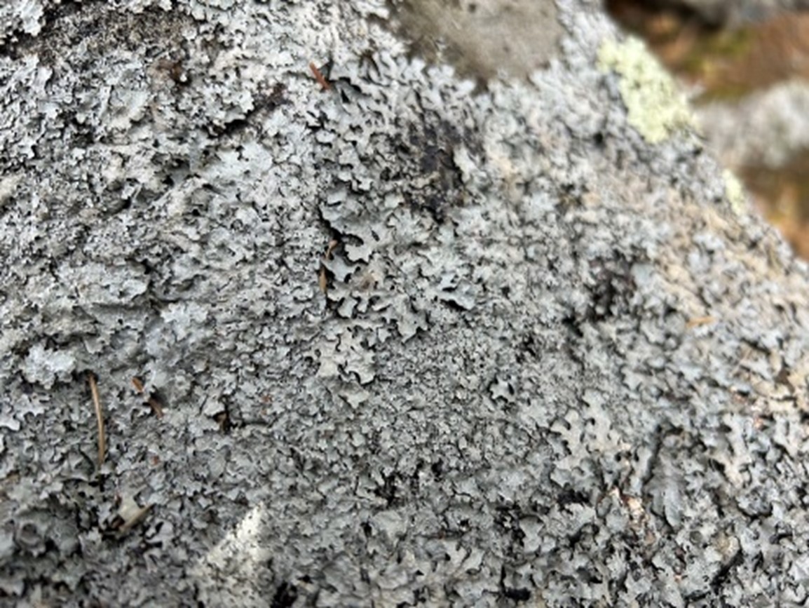 Parmelia lichen growing on a rock