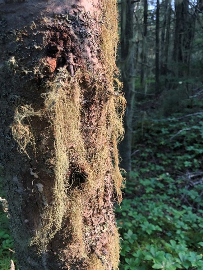 lichen draped on dead tree