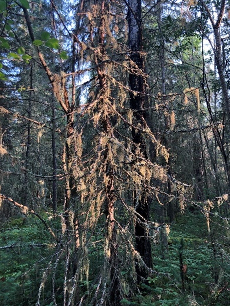 Old Man’s Beard on the Point Trail trees