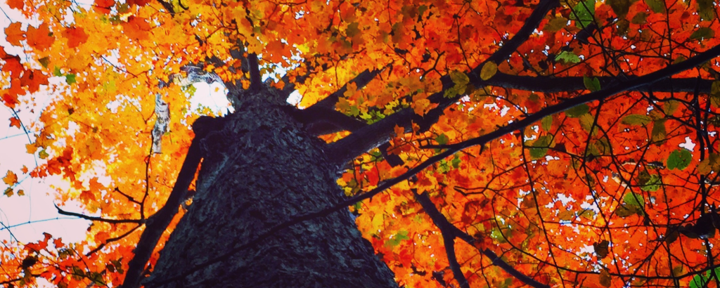 view of fall leaves from the base of tree