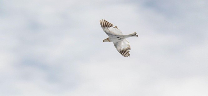 snow bunting in flight