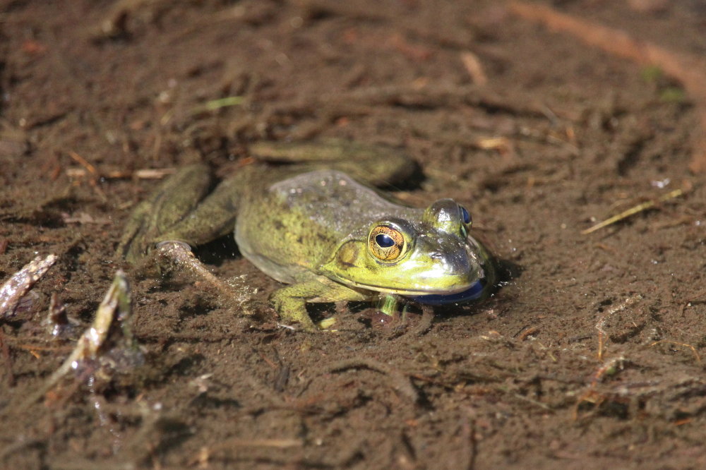 Green frog