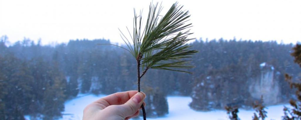 hand holding up pine branch