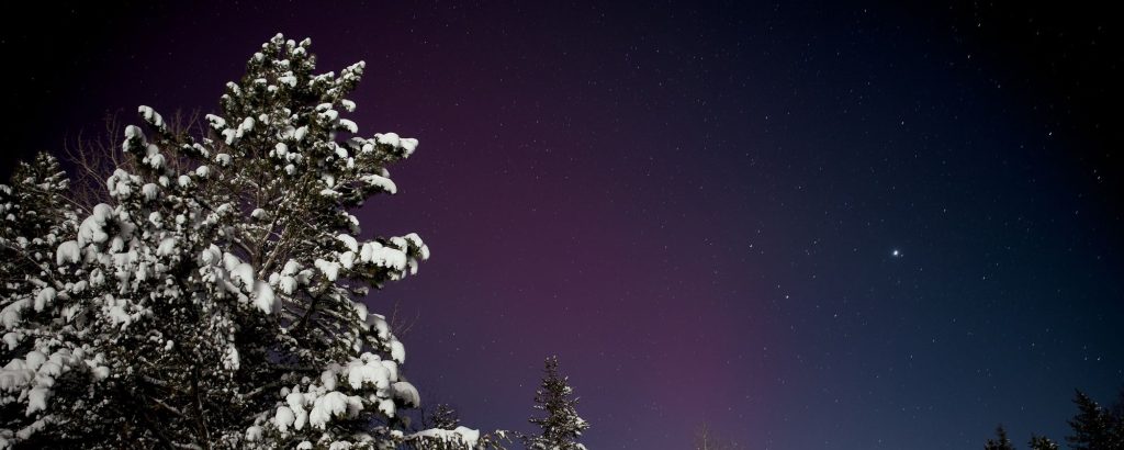view of starry sky with snowy tree in foreground