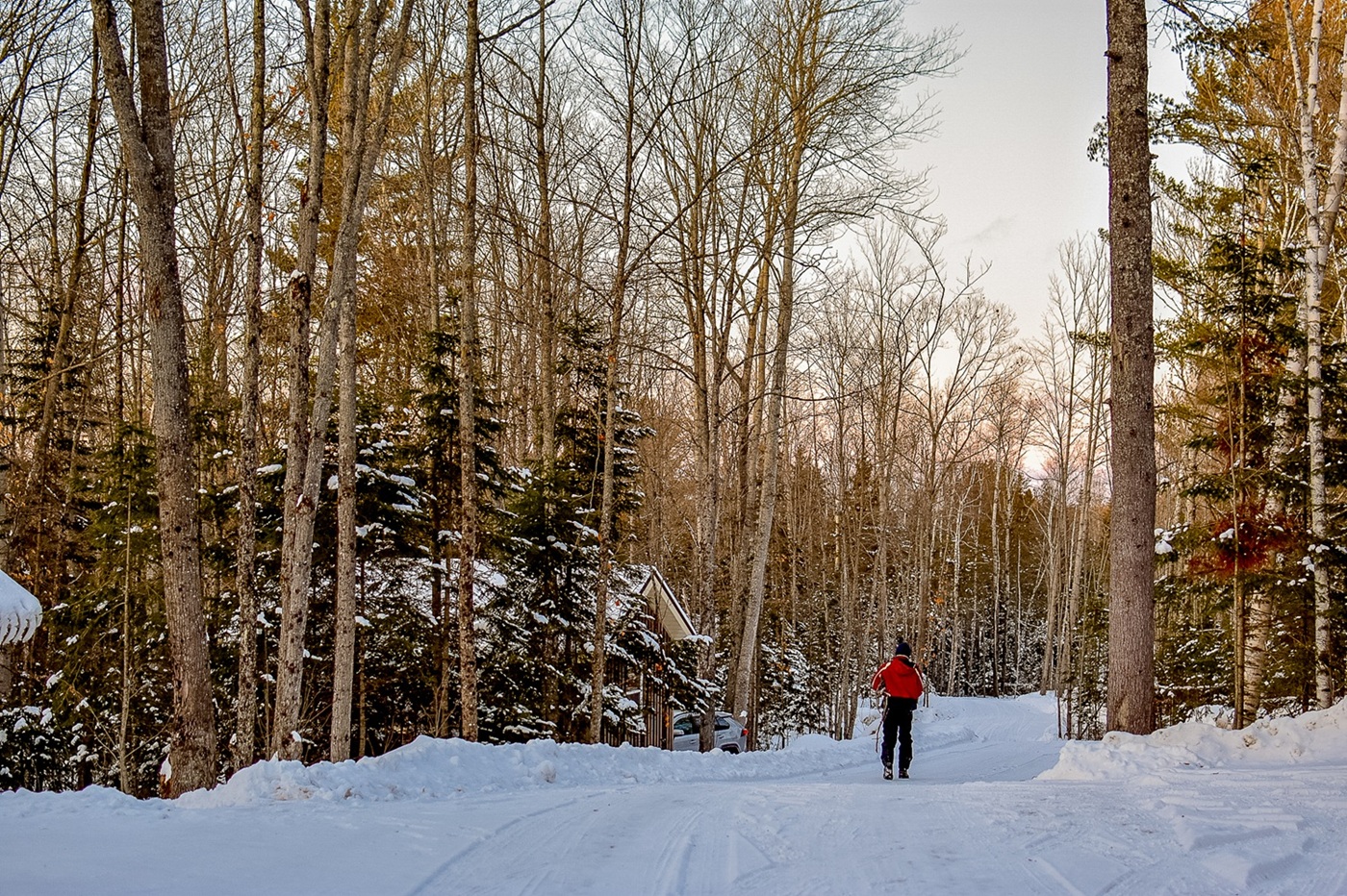 Cross-country skier in a snowy forest