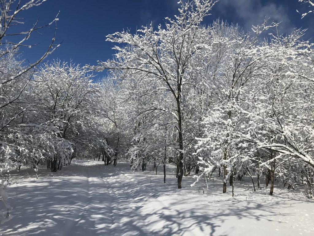 snowy forest