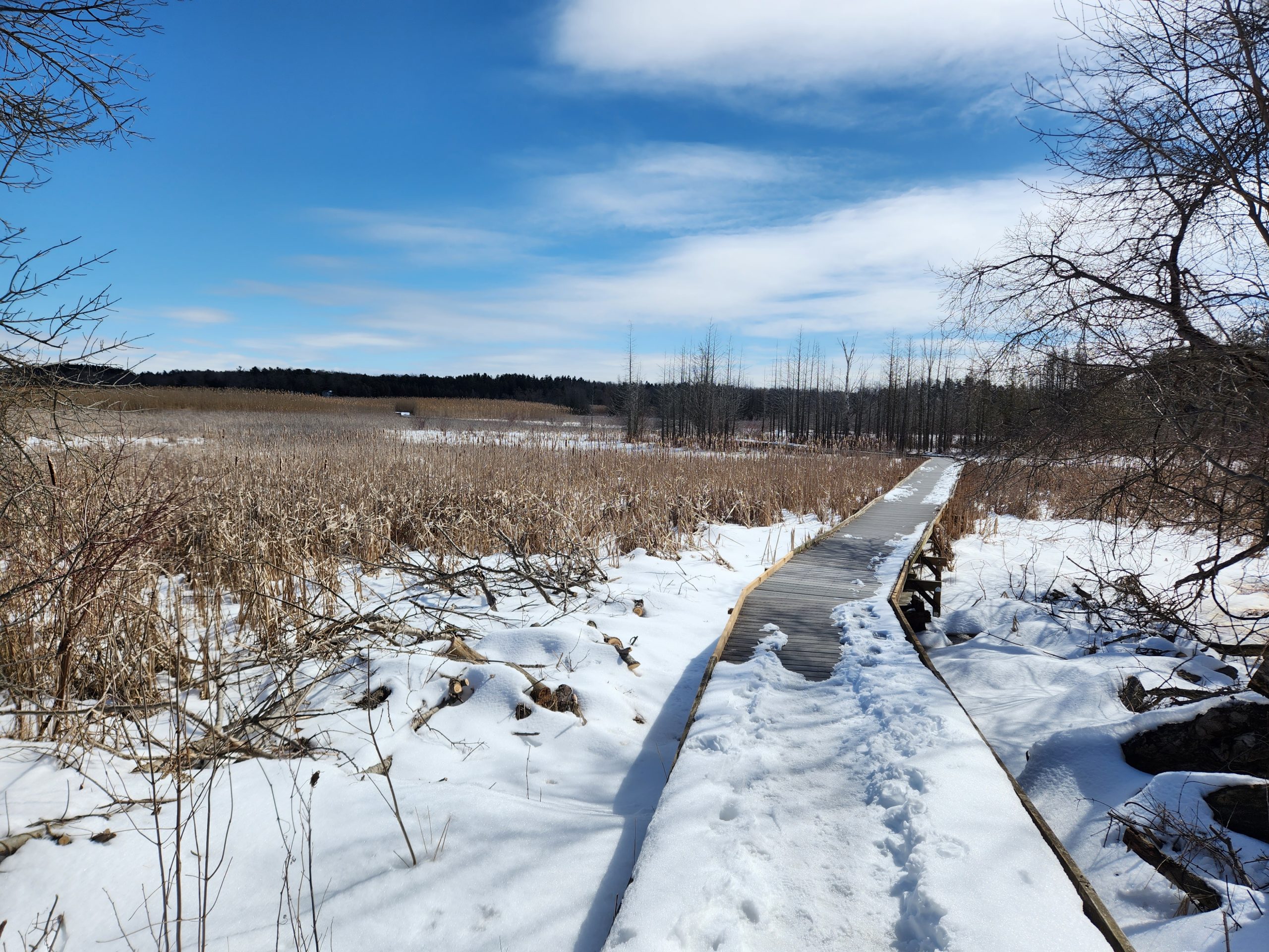 A snowy boardwalk leading into a snowy marsh on a sunny day at Presqu'ile Provincial Park