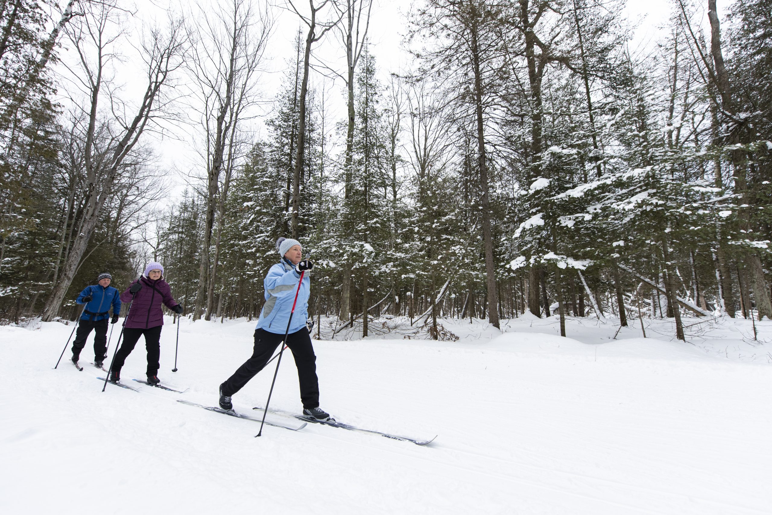 Three people skiing through a forest