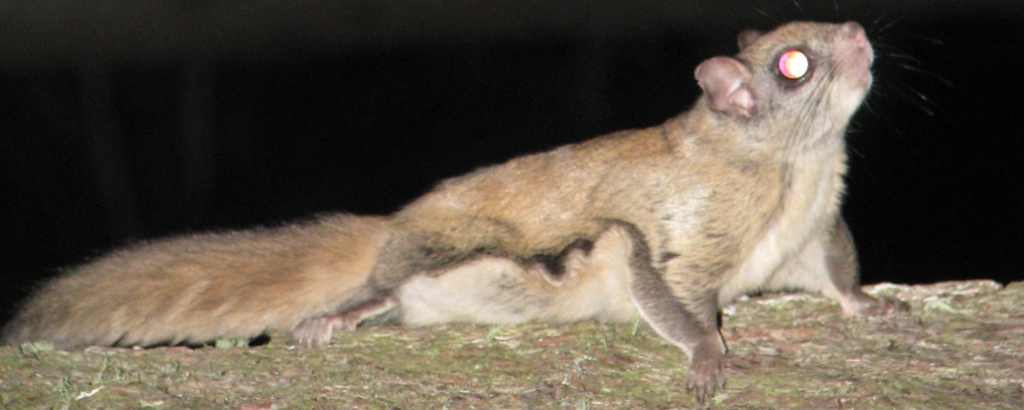 A Northern Flying Squirrel climbing a tree trunk at night