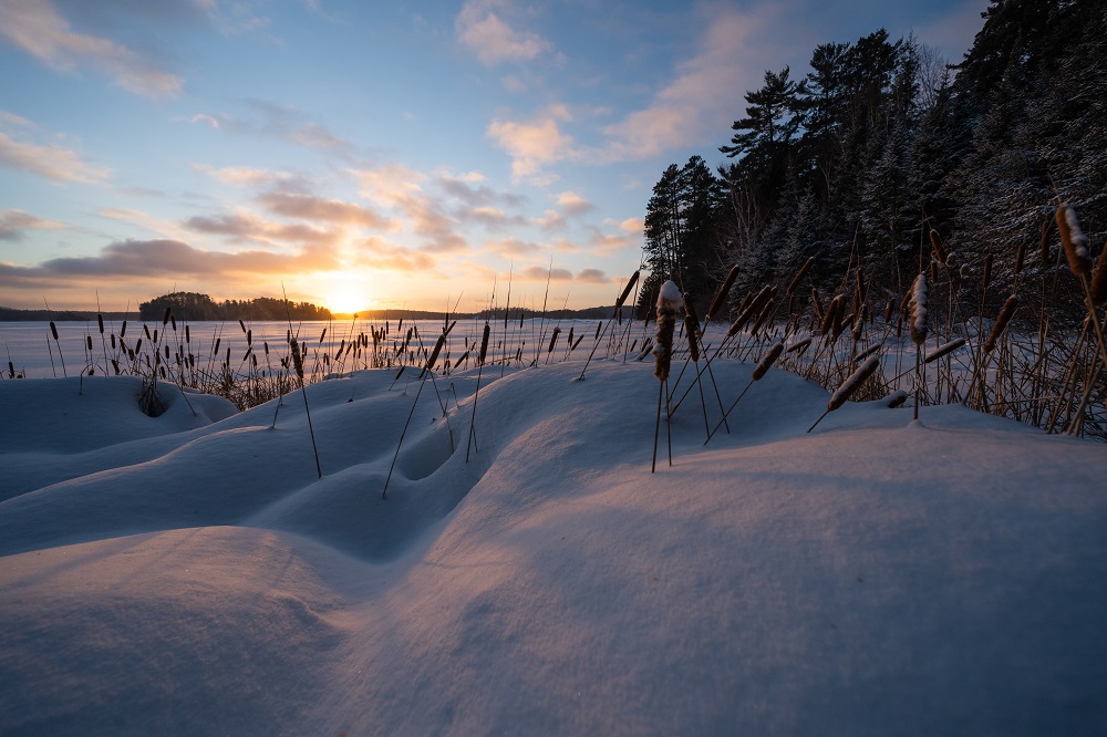 A sunset reflecting off of snow on the shore of a lake, with dead plants sticking up out of the snow