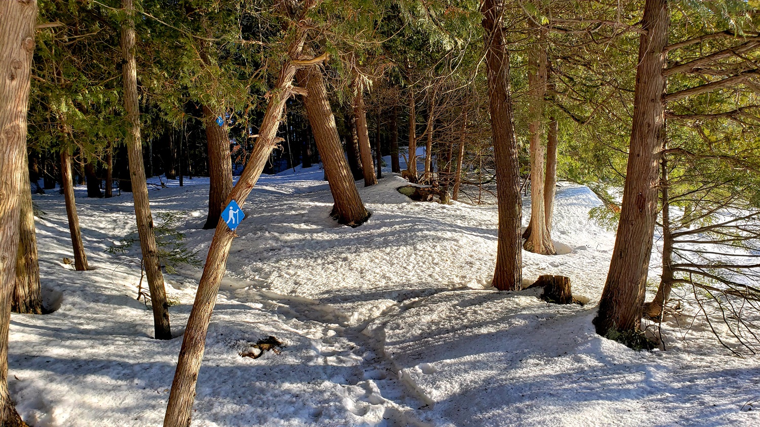 Un sentier hivernal traversant une forêt avec un balisage bleu