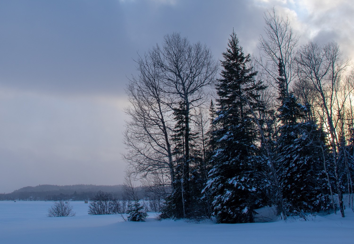 Trees in winter against a partly cloudy sky