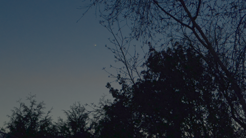 A light night sky above dark trees, with Venus the lone point of bright light in the sky