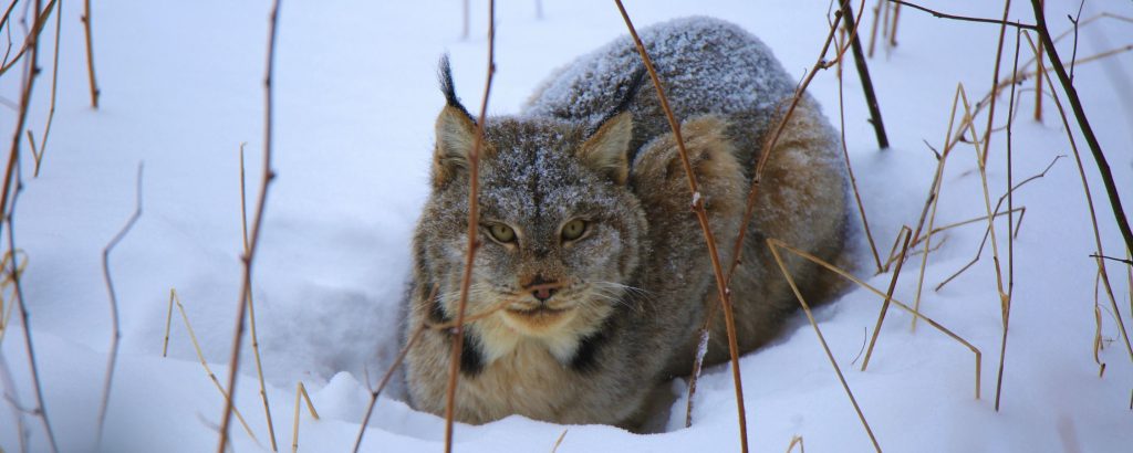 Lynx sitting in snow with legs tucked. 