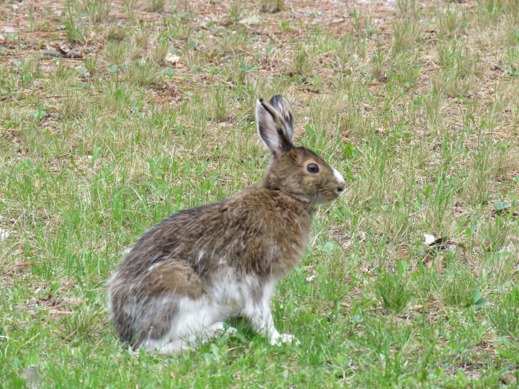 Snoeshoe hare turned partially white