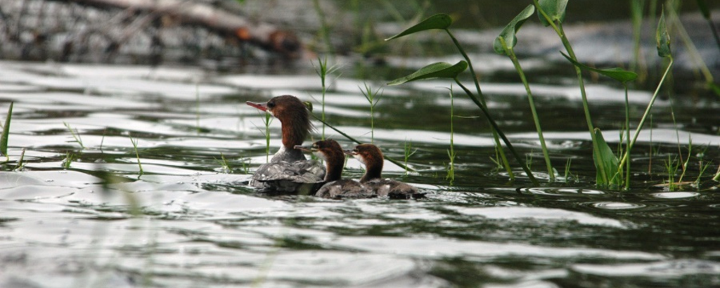 Ducks and ducklings in the water