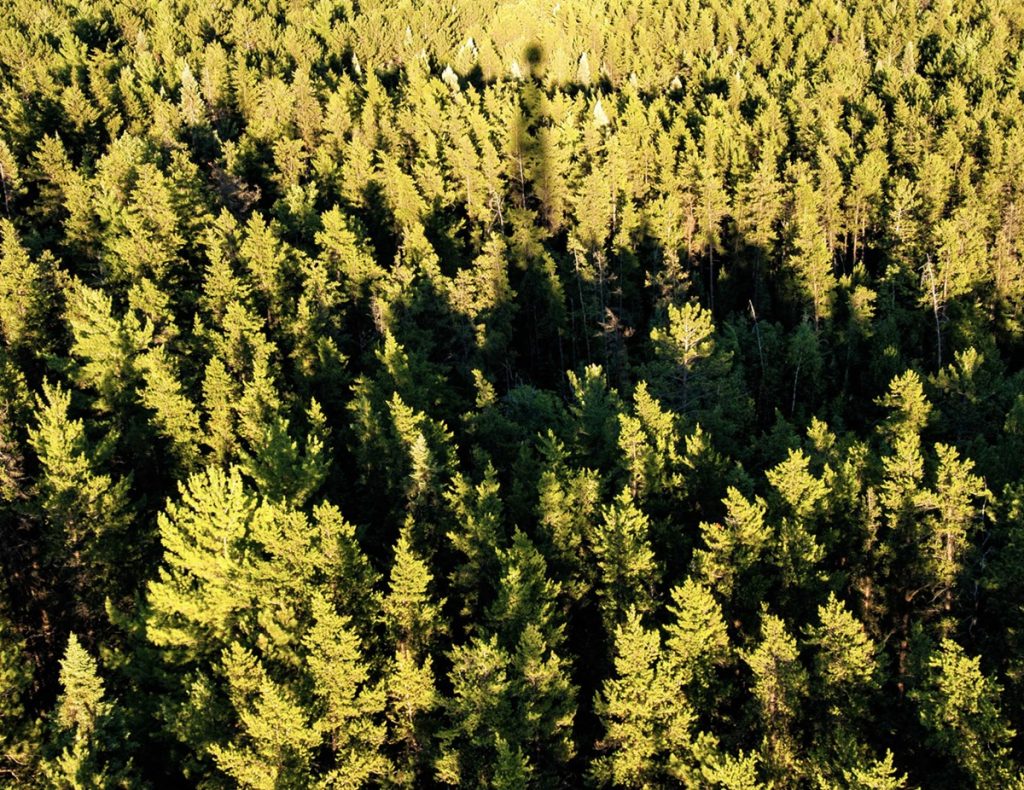 aerial view of pine forest