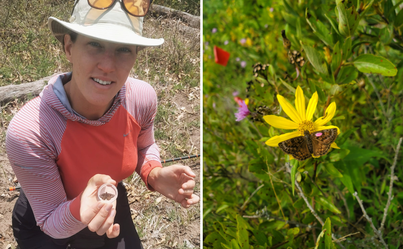 staff with butterfly, butterfly on plant