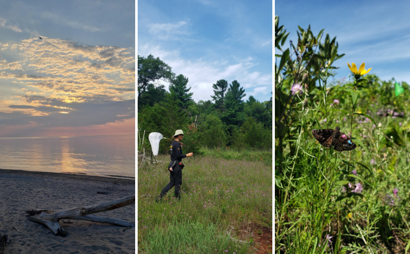 collage of sunset over lake, staff with net in park, butterfly on plant