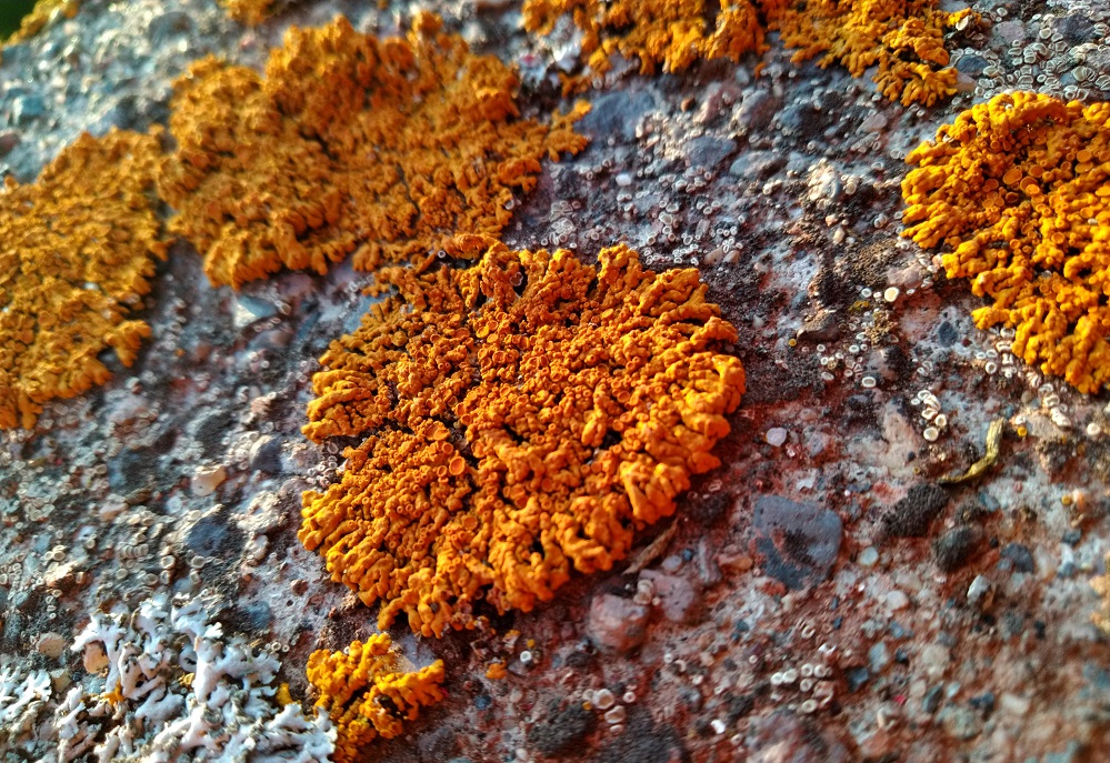 reddish-orange lichen on rock