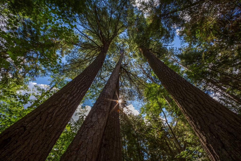 towering old growth trees