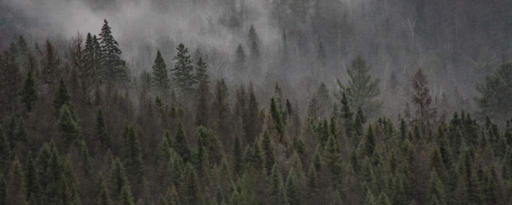 Aerial view of misty pine forest