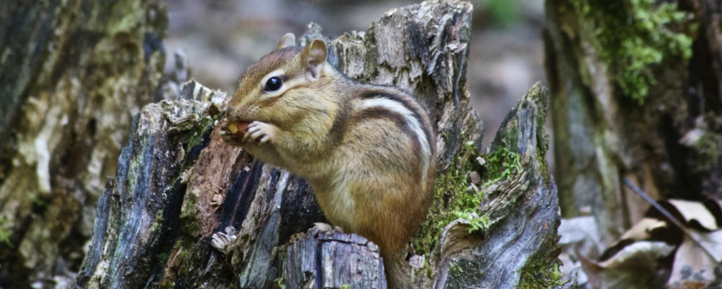 Chipmunk on a tree stump