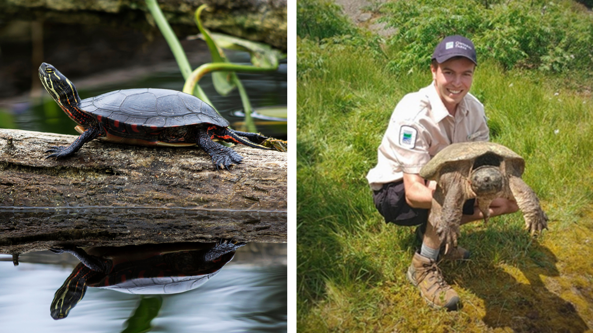 A collage of two images, with a Painted Turtle basking on a log at Grundy Lake Provincial Park on the left, and Justin holding a large Snapping Turtle in a grassy field on the right