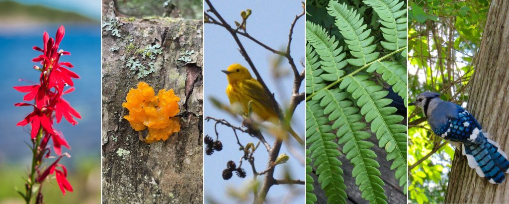 Collage of Cardinal Flower, Orange Jelly Fungus, Yellow Warbler, Common  Fern, Blue Jay