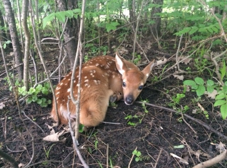 White-tailed Deer fawn sitting in grass