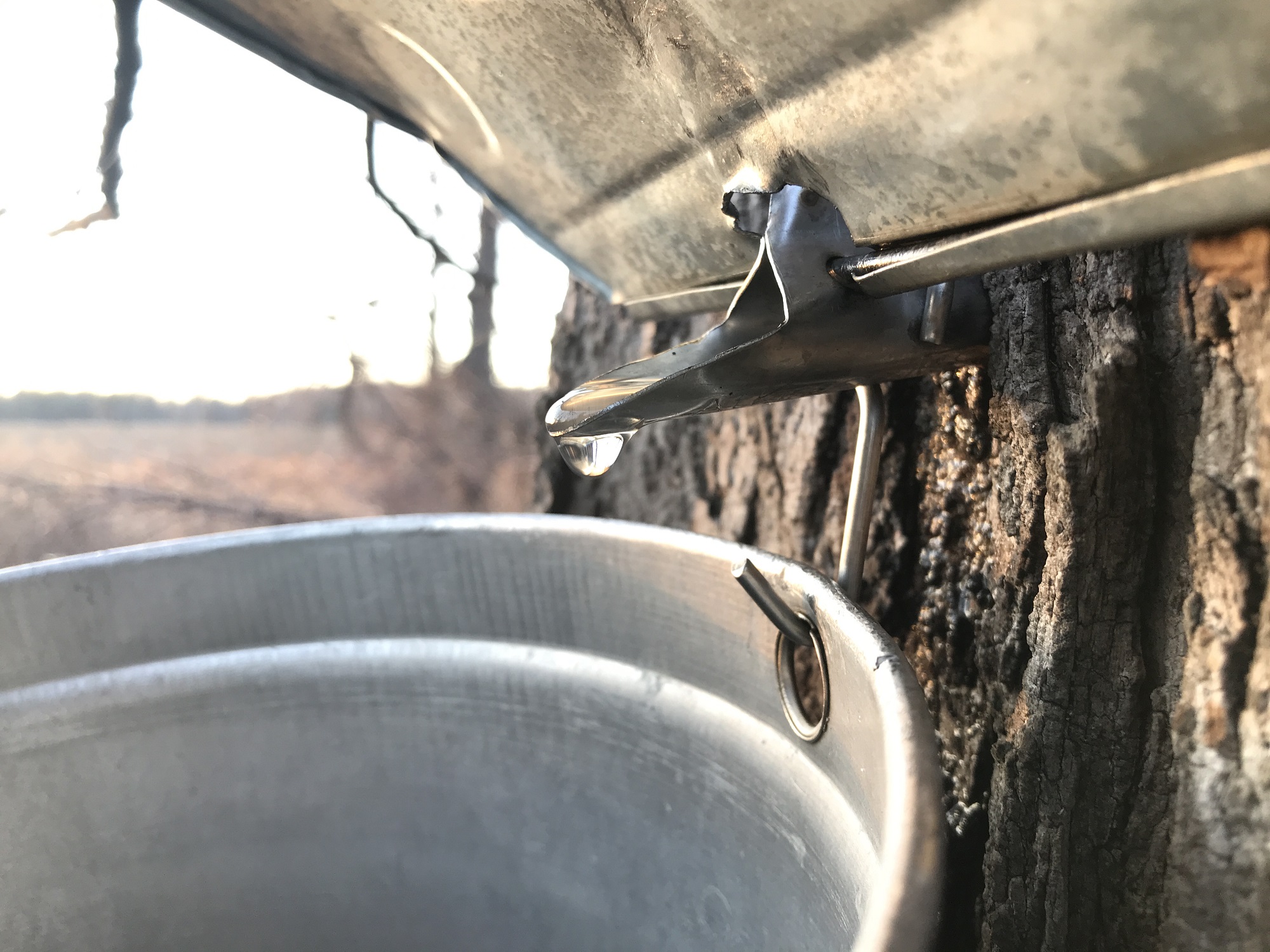 maple bucket attached to tree collecting sap