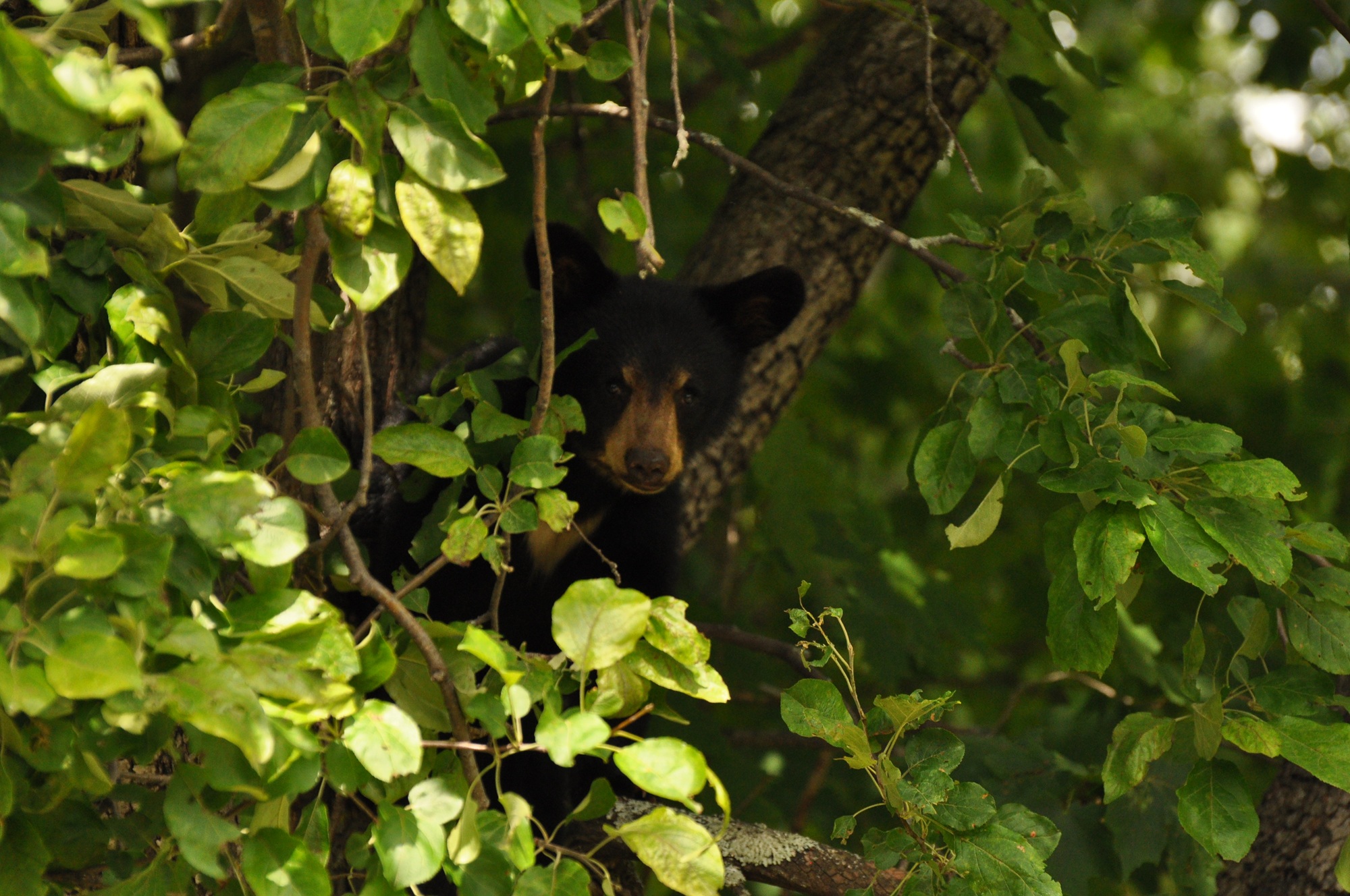 bear in tree