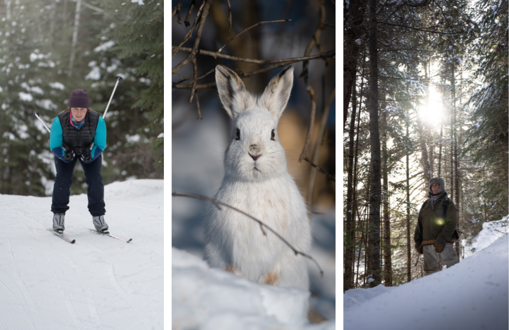 A collage of three images from Quetico Provincial Park. On the left, a person skiing. In the middle, a white snowshoe hare. On the left, someone hiking in a snowy forest.