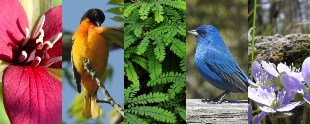 collage of brightly-coloured birds and plants