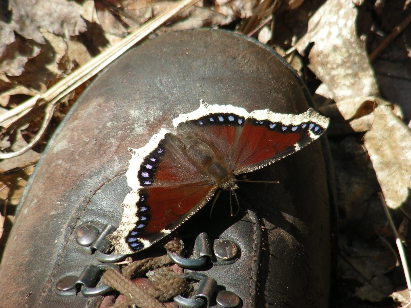 A Mourning Cloak on a park staff’s boot