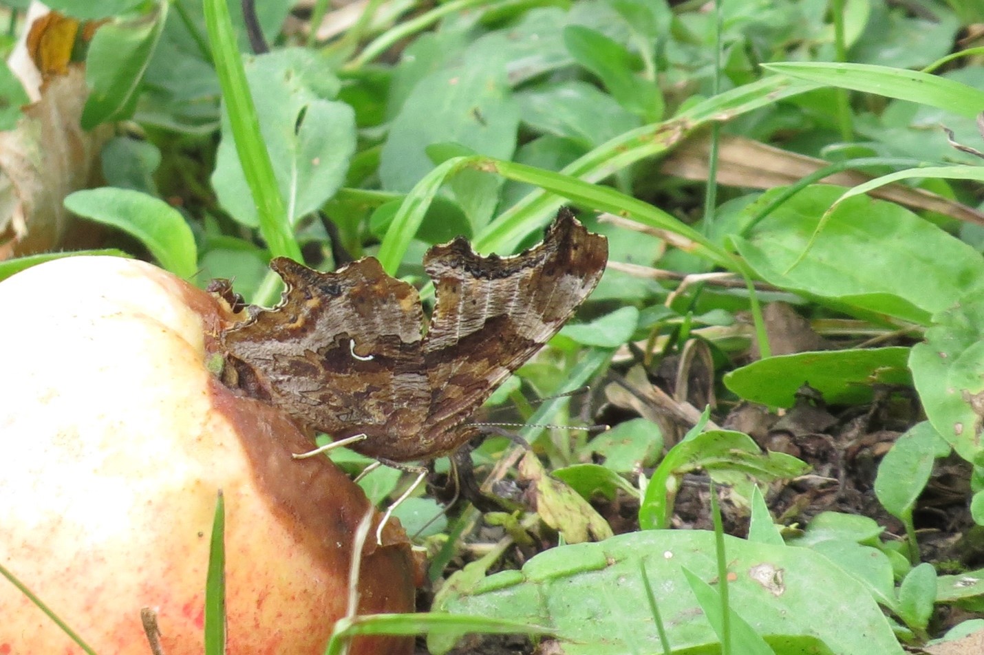 Eastern Comma feeding on a rotting crab apple.