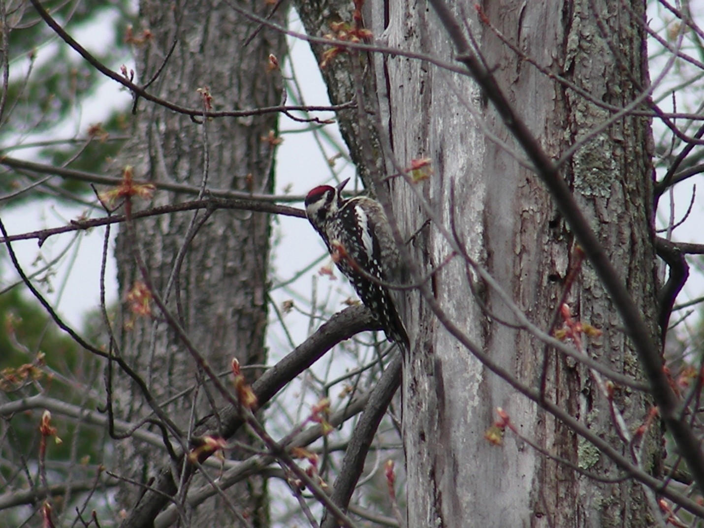 woodpecker perched on trunk of tree