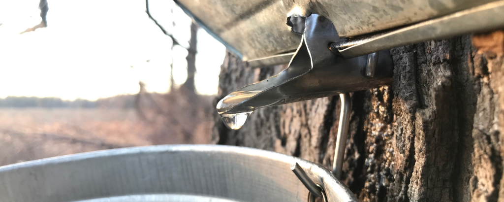 maple bucket attached to tree collecting sap