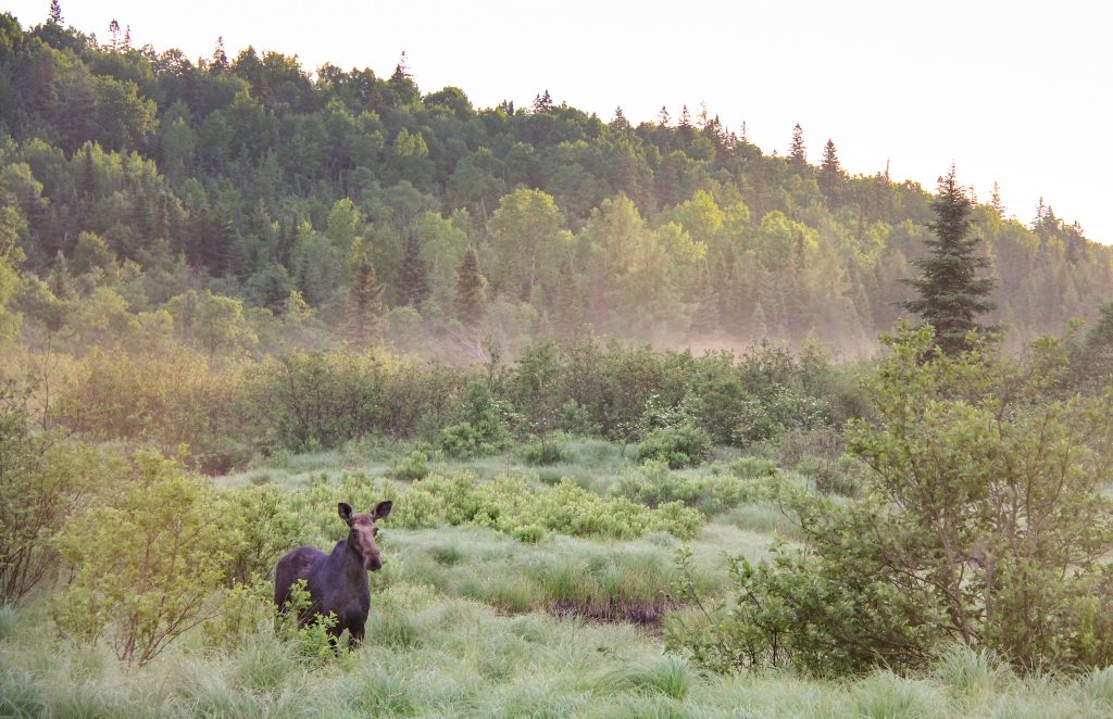 Moose in meadow, forest in background