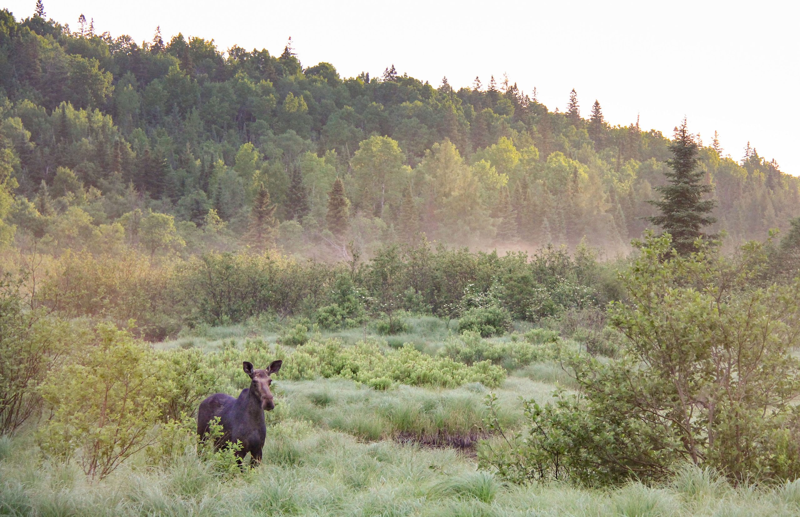 Early morning moose in mist, near Rock Lake in Algonquin Provincial Park