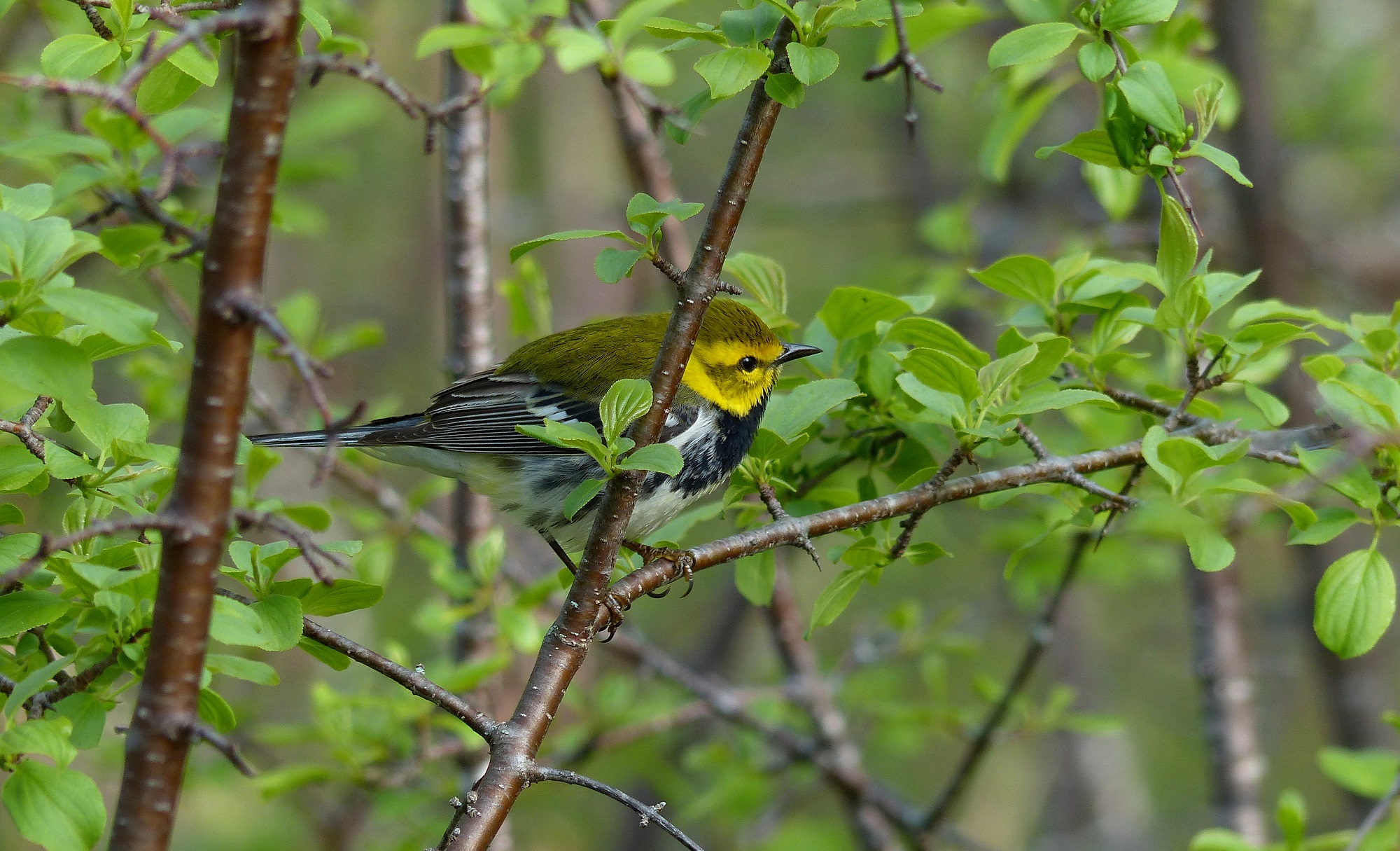 warbler in tree