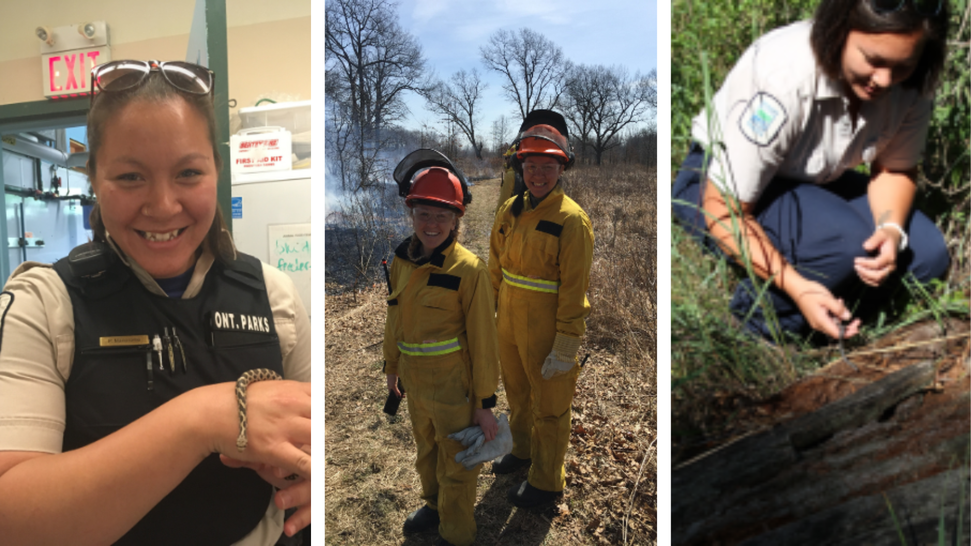 A collage of three images. On the left, a smiling Pilar wearing a park warden uniform with a tiny snake on her hand. In the middle, Pilar and another staff member wearing yellow fire fighting suits in front of burning grass. On the right, Pilar crouching down to examine something near a log in a grassy field.