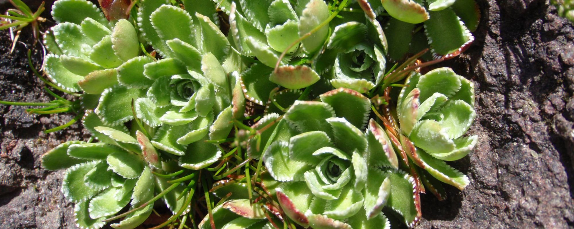 Encrusted Saxifrage