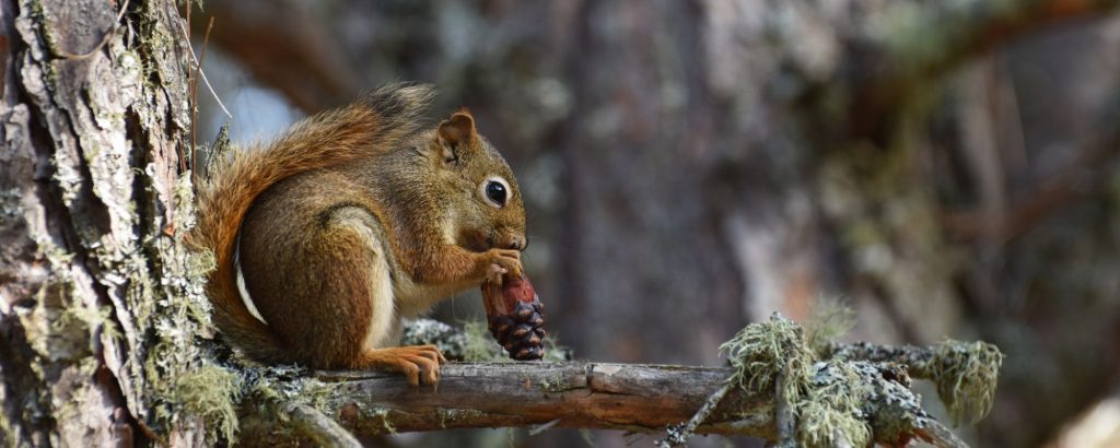 Red Squirrel eating cone on branch