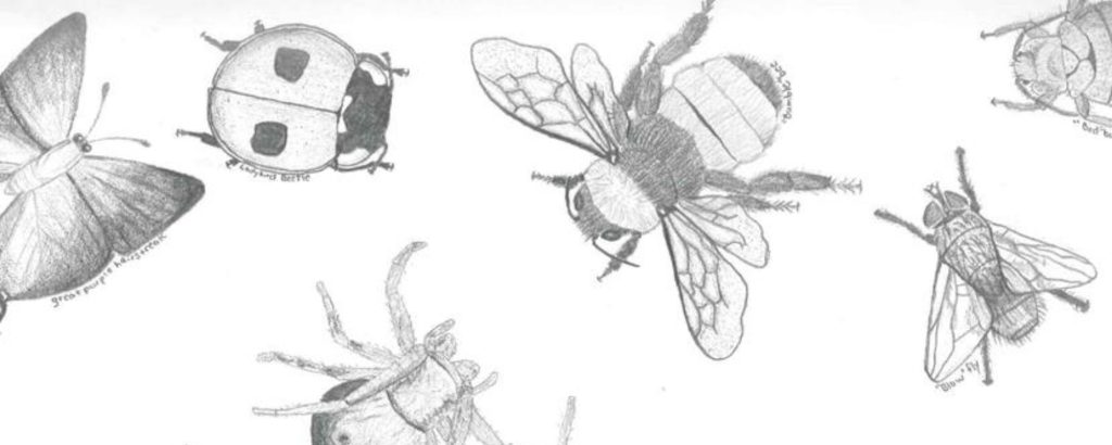 pencil drawings of insects