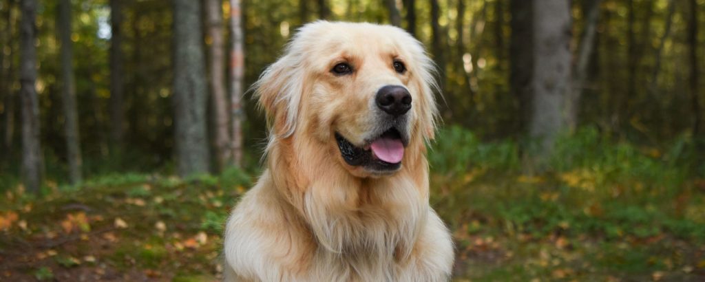 Golden Retriever sitting on campsite with fall colours