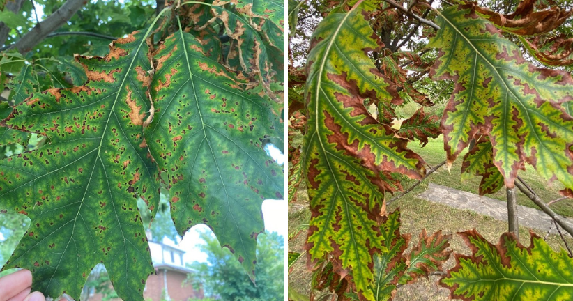 collage of trees with leaf scorch 